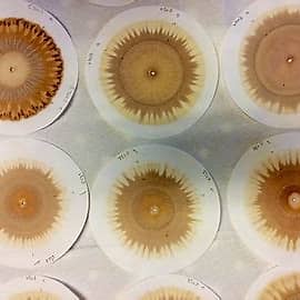 LiFoFer — Litière Forestière Fermentée, le biofertilisant artisanal innovant